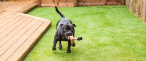 Black dog playing with toy on artificial backyard turf